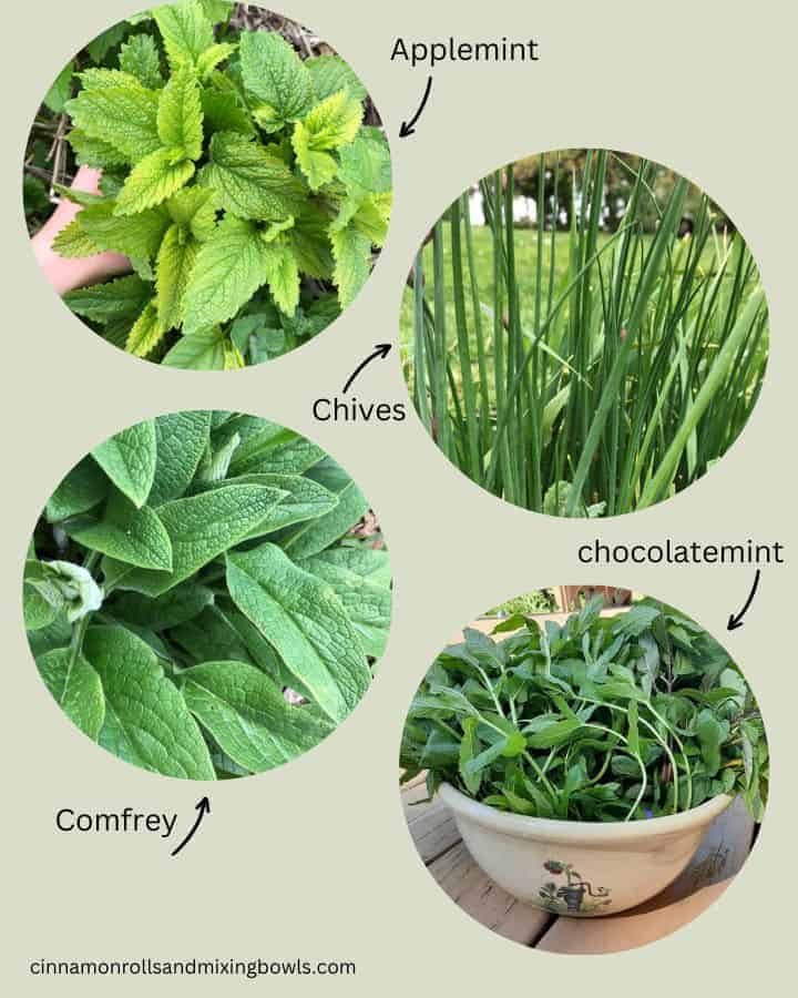 herbs for best vegetables for homesteader's to grow 
